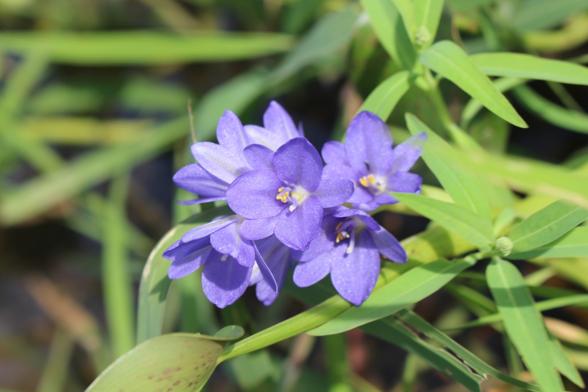 Pontederia vaginalis Burm.f.